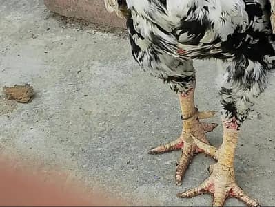  “خالص میانوالی اصیل مرغا – تجربہ کار بریڈر، زبردست کوالٹی”