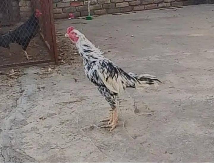  “خالص میانوالی اصیل مرغا – تجربہ کار بریڈر، زبردست کوالٹی” 1