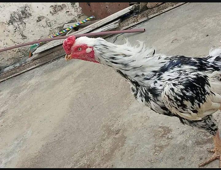  “خالص میانوالی اصیل مرغا – تجربہ کار بریڈر، زبردست کوالٹی” 2