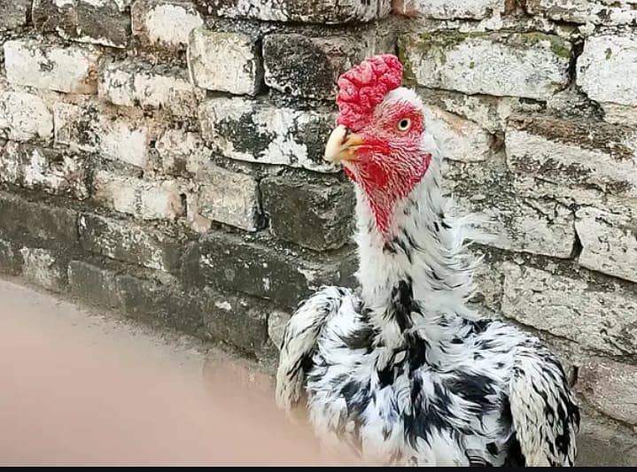  “خالص میانوالی اصیل مرغا – تجربہ کار بریڈر، زبردست کوالٹی” 3