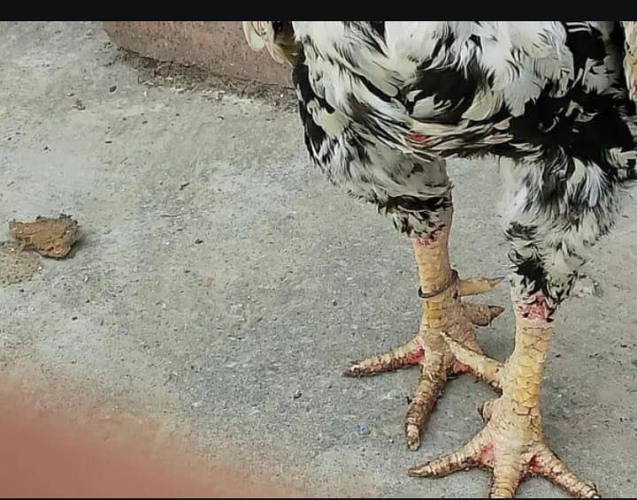  “خالص میانوالی اصیل مرغا – تجربہ کار بریڈر، زبردست کوالٹی” 4