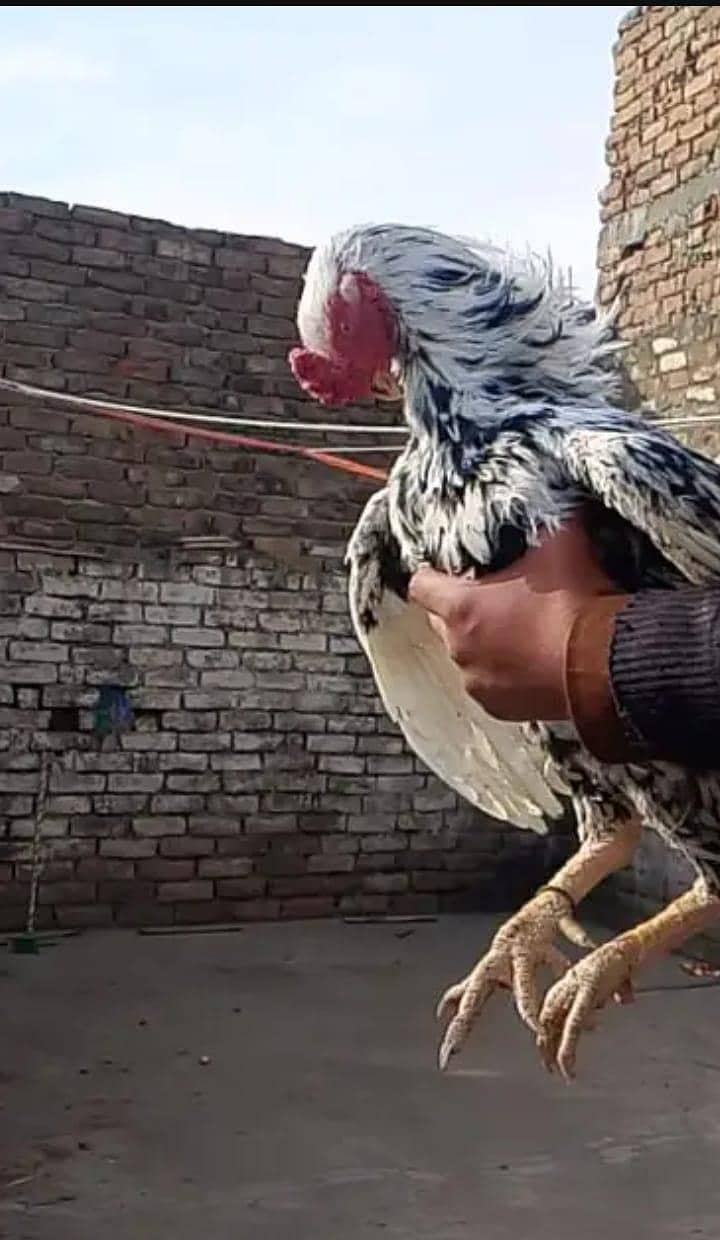  “خالص میانوالی اصیل مرغا – تجربہ کار بریڈر، زبردست کوالٹی” 5