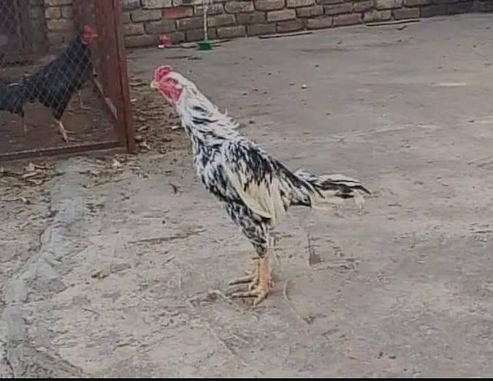  “خالص میانوالی اصیل مرغا – تجربہ کار بریڈر، زبردست کوالٹی” 6