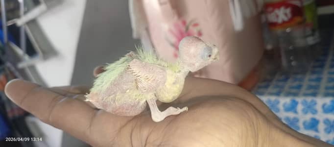 Cocktail Bird Baby