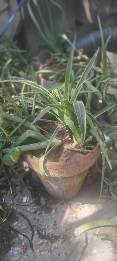 Different Plants for sale, Aloe vera, spider plant, speragrass etc.