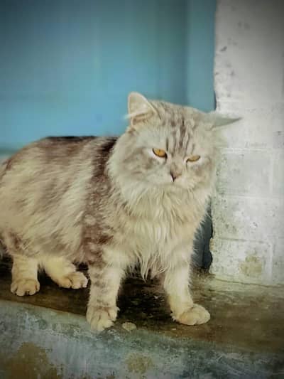 Persian male cat sale CONTACT WHATSAPP NO 03099688375 0309/9688/375