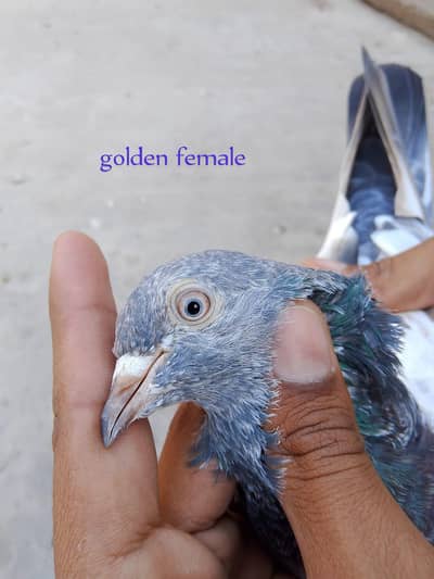 series Bhai rapta kara