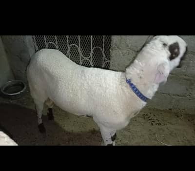 MASHALLAH  KHARA DUMBA AGE PAKKA KHERA HEAVY WEIGHT