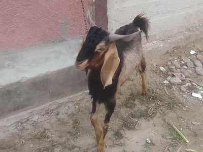 bakra 2 dant hua h bakri 4 dant h