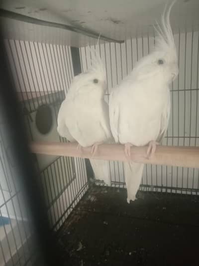 cocktail breader pair Wtp 03204847881