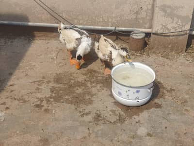 1 Fancy Pair for Sale on immediate basis on through away prices