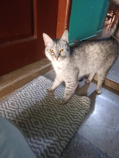 Egyptian spayed mao for sale