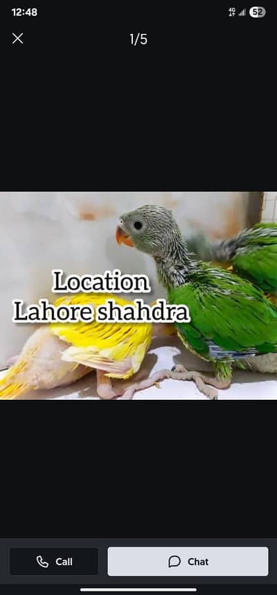 Ringneck parrot | chicks |yellow|Green ringneck |raw|breedar meal