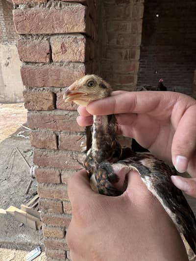 Aseel chicks 2-3mnths