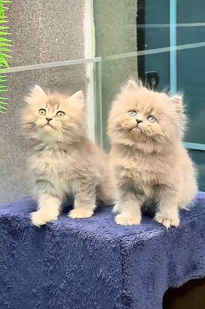 Cat Persian Persian kittens Blue eyes long hair 03/40\58/786\97:⁠^⁠)