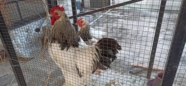 Light Sussex Pair Healthy and Active