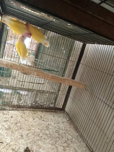 lutino lovebirds for sale. total 7 piece