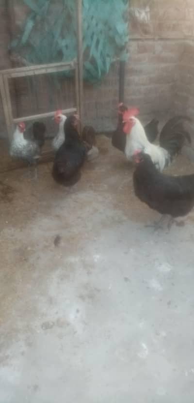 misri hens for sale.