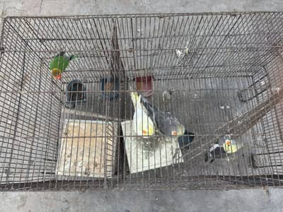 3 cocktail and 1 lovebird with cage avaliable