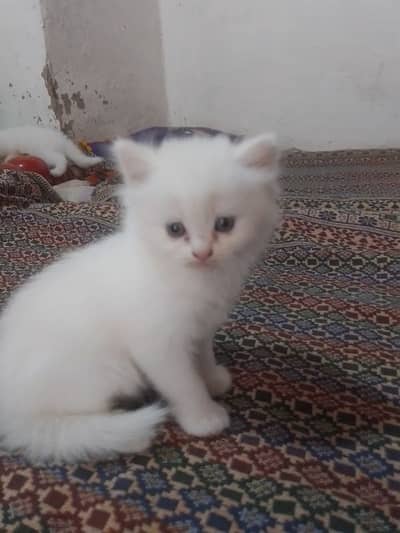 punch face triple coted pairsian kitten for sale