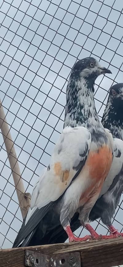 High Flyer pigeons excellent quality