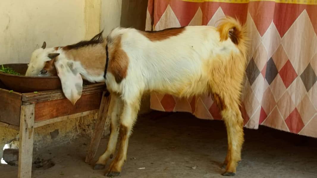 bakra 2