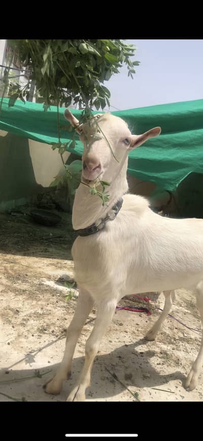 Pure tedda munda gulabi bakra