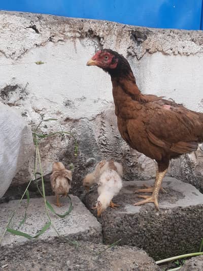 Aseel female with chicks available