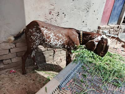 bakra for sale