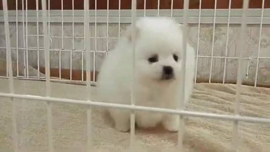 pomeranian Russian German shaperd puppies dog for sale