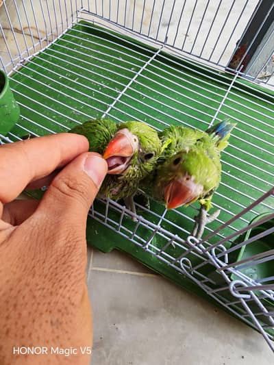 green ringneck chick hand tamed