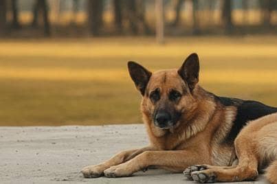 German shepherd puppies