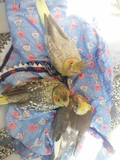 3 Cocktail babies. . Fully covered. . . One month age. Ready for handt