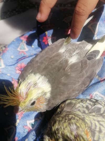 3 Cocktail babies. . Fully covered. . . One month age. Ready for handt