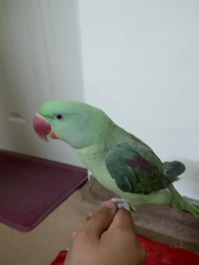 TALKING PARROT