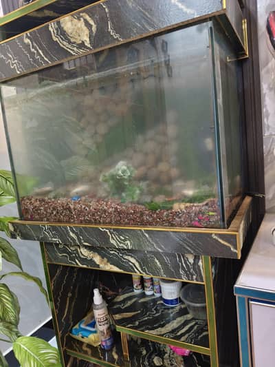 Beautiful Aquarium for Sale – 17,000 rs