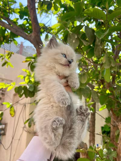 Beautiful Triple Coated Himalayan Kitten