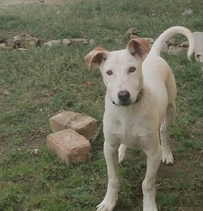 gultair mix dog bully