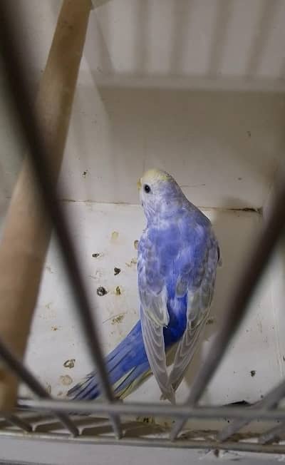 rainbow baggies rainbow working pairs pathy available