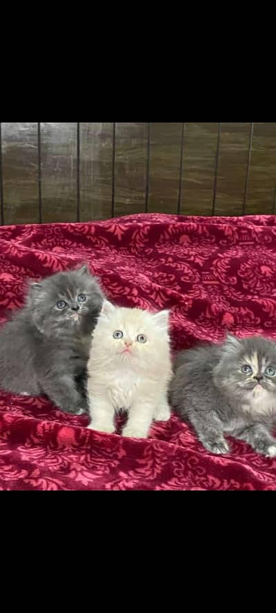 Cat Persian Persian kittens Blue eyes long hair 03/40\58/786\97}⁠:⁠‑⁠)