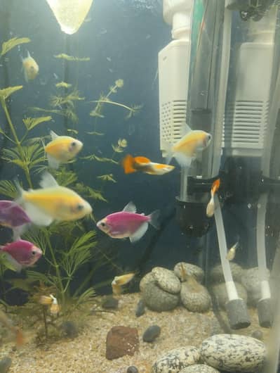 Glofish Tetra Adults Big Size