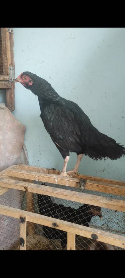 MashAllah Aseel madi