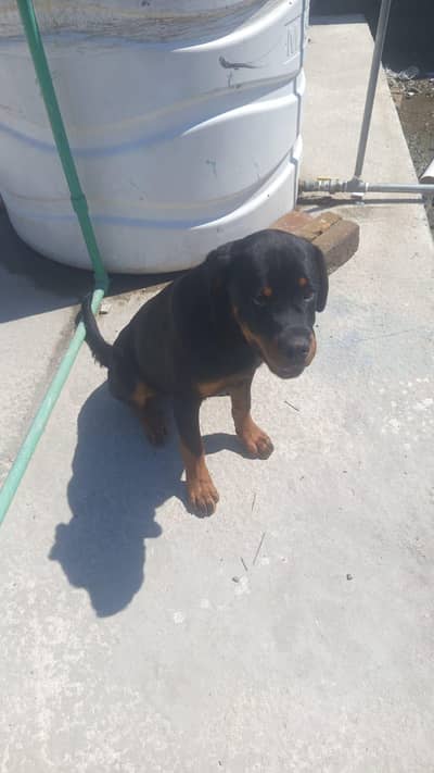 top of line quality male rottweiler