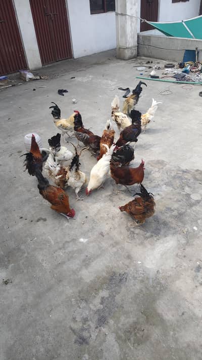 murghay murgian for sale