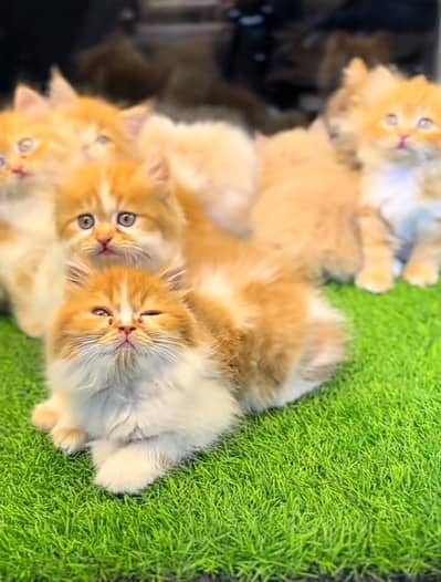 Cat Persian Persian kittens Blue eyes long hair 03/40\58/786\97}⁠:⁠‑⁠)