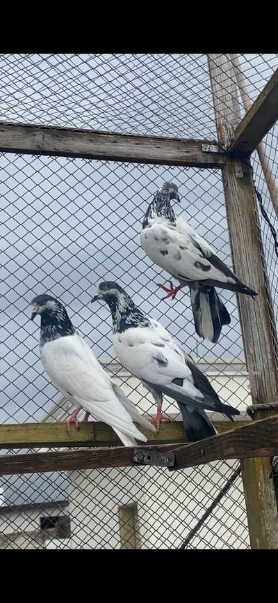 High flyer pigeons