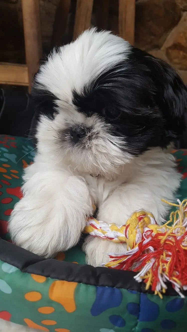 Shihtzu  puppy 03075273683 — photo 3