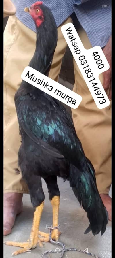 aseel murga | aseel murgi | murga