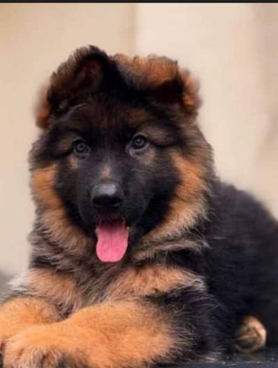 original German shepherd puppy healthy puppy full active