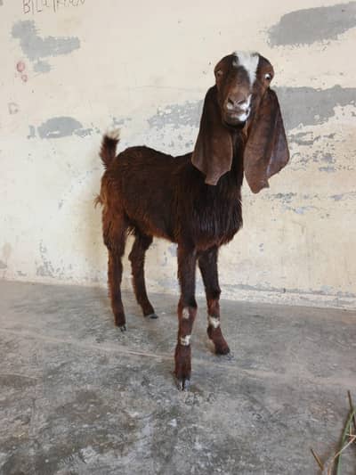 قربانی کا بکرا دیسی بیتل کا کراس میں ہے